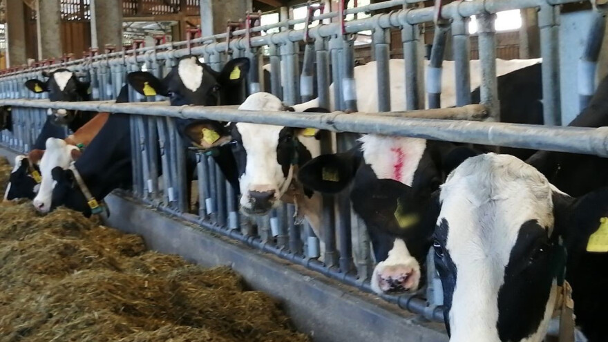 Uhićen 67-godišnjak - trovao krave na farmi?