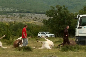 Uznemirujući prizori iz Zagore: Dalekovod se srušio, strujni udar usmrtio krave