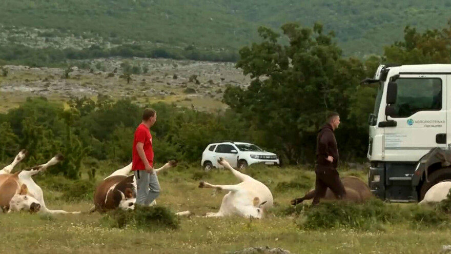 Uznemirujući prizori iz Zagore: Dalekovod se srušio, strujni udar usmrtio krave