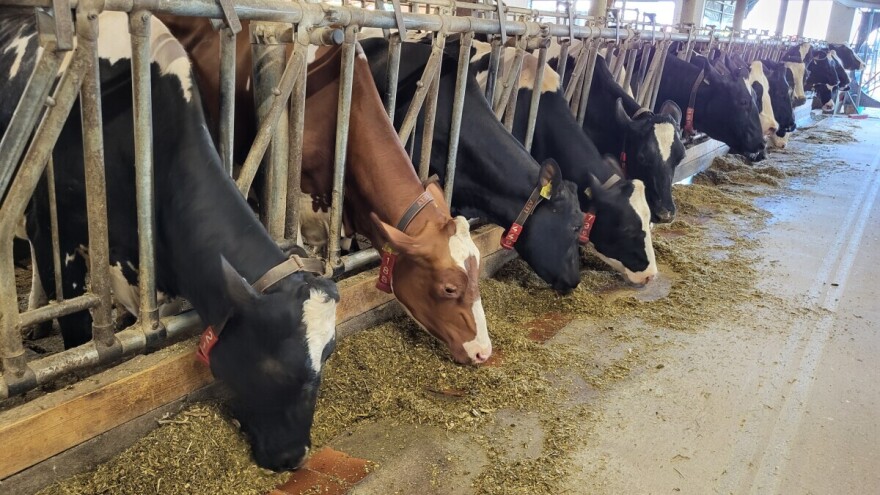Cena stočne hrane raste zbog visokih EU carina na lizin iz Kine