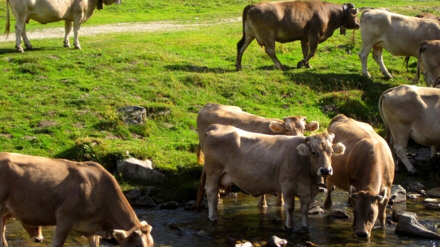 Pomahnitalo krdo "divljih" krava uništilo mu cijelu plantažu mandarina