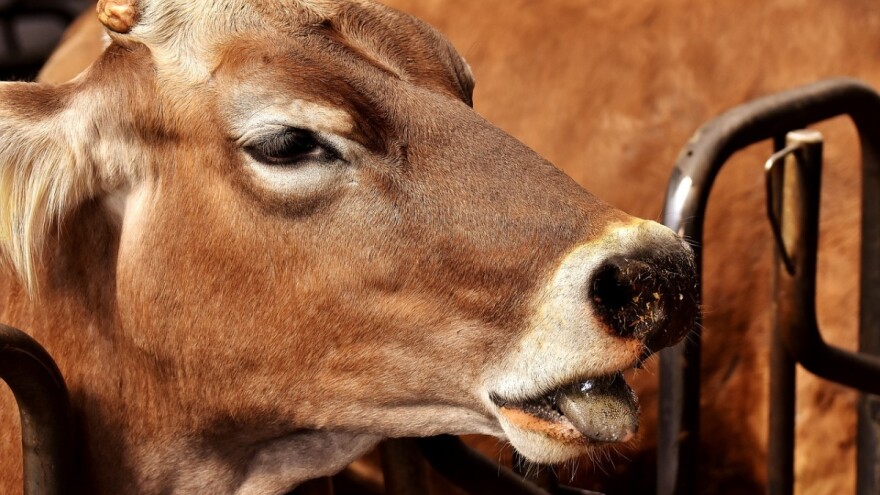 Kvaliteta zraka u štalama od velike je važnosti za krave