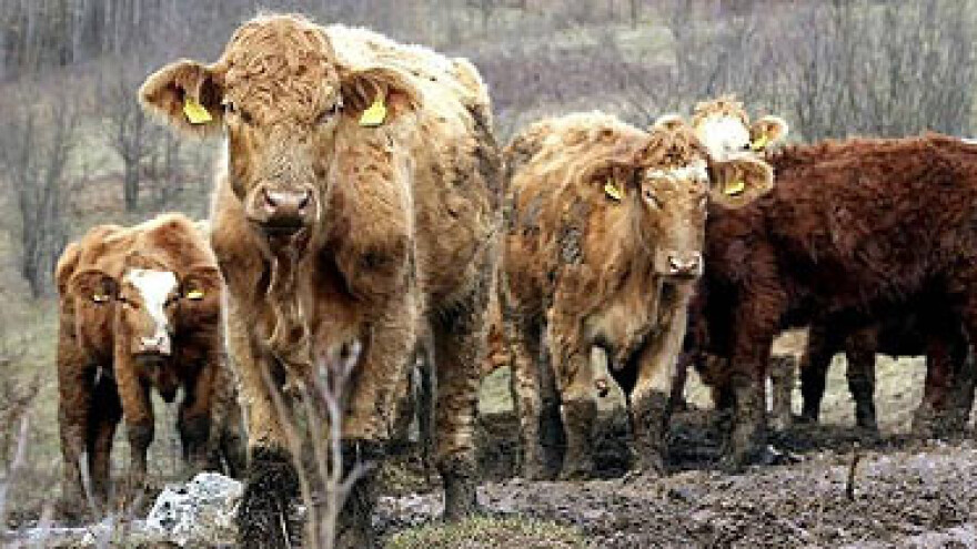 Krave gladuju i žive kao svinje