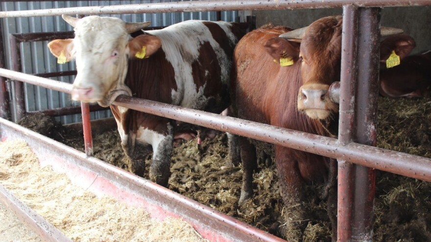 Mlečna groznica - bolest koju izaziva nedostatak kalcijuma