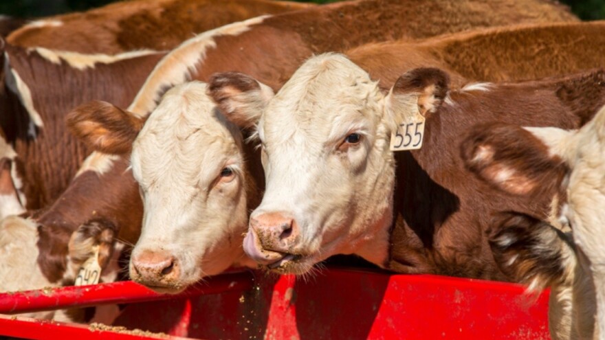 Scaletti i Murphy: Manje je više s organskim mikromineralima