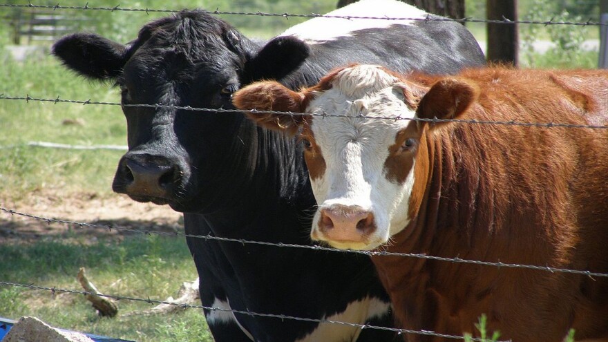 Selo Tomaševac - banatska prestonica stočarstva
