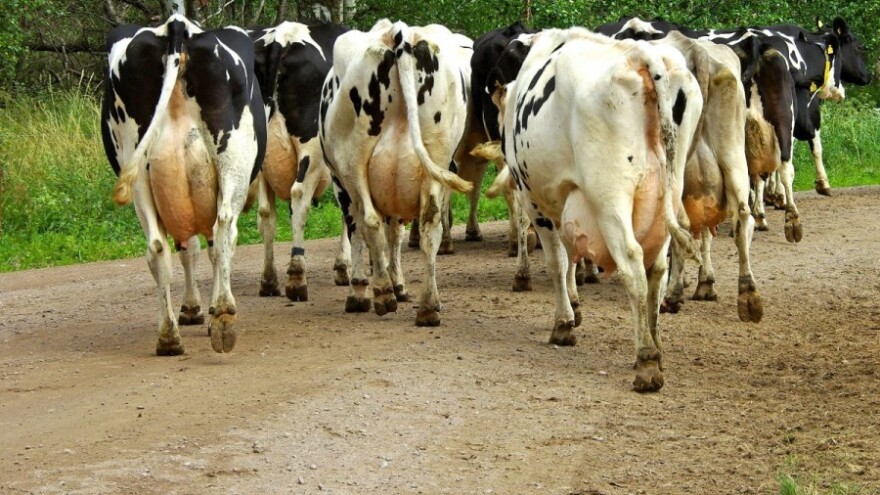 Zbog krava na putu prijetio pištoljem?!