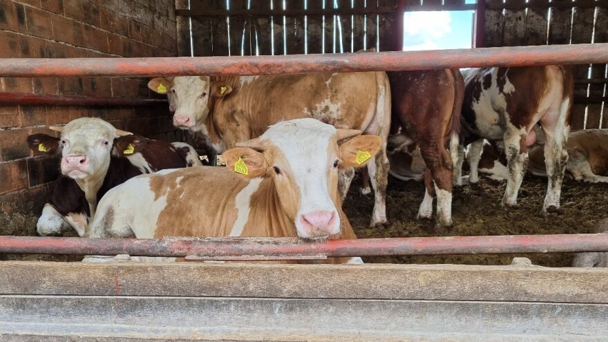 Agroprofit: Treba sačekati sa otkupom junadi, velika šansa za izvoz - Albanija