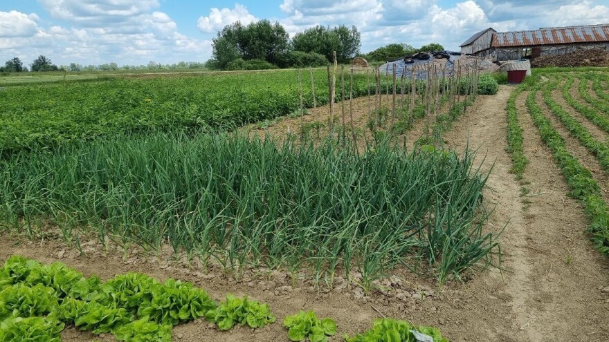 Junski radovi u vrtu: Šta se radi, bere i sadi?