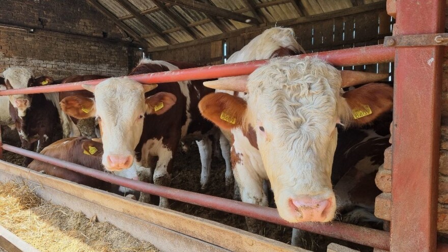 STIPS: Viša cena jagnjadi u Požarevcu i junadi u Šapcu, krmače jeftinije u Kragujevcu