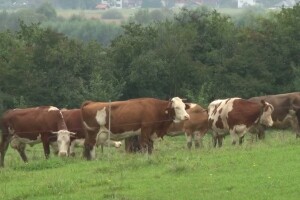Bihać - grad mlijeka