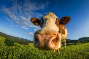 Kako se izboriti sa burnim temperamentom goveda