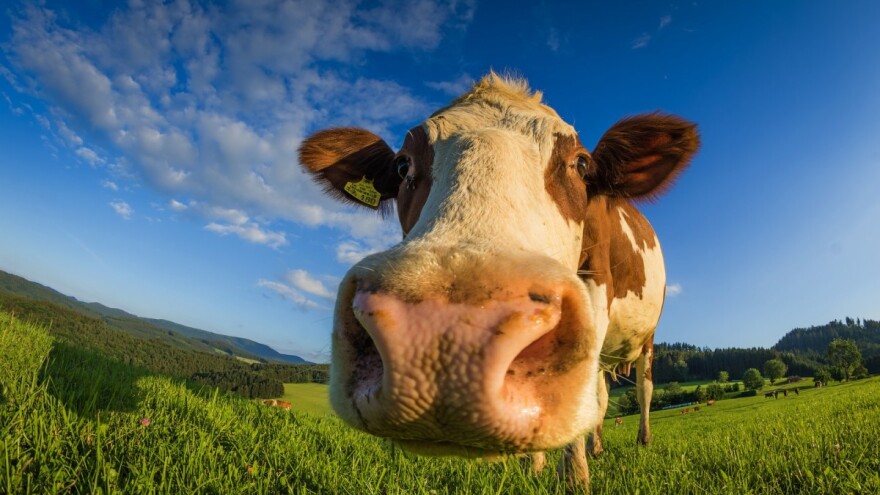 Kako se izboriti sa burnim temperamentom goveda