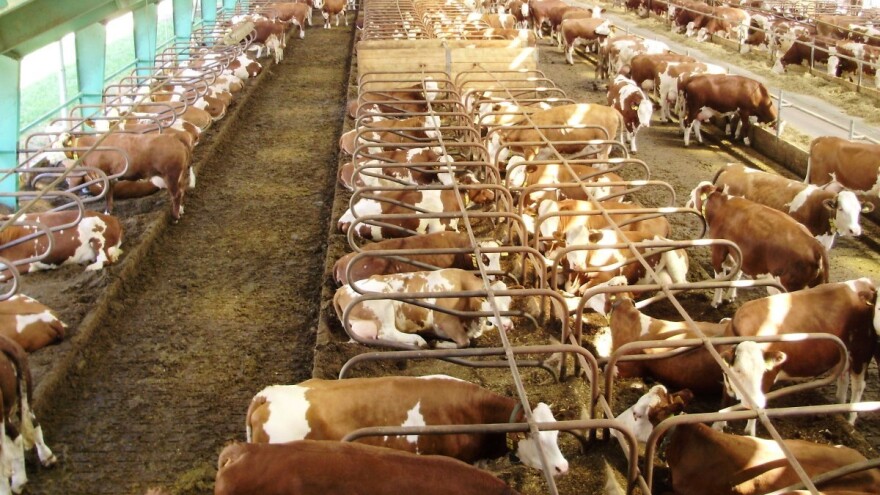 Je li svaki boks dobar za mliječne krave i na što obratiti pažnju?