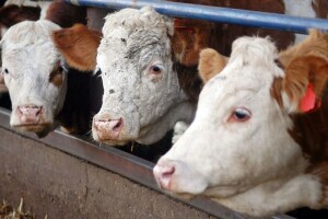 Kod kojih to farmera svakih sat vremena krava proizvede 1,52 l mlijeka?