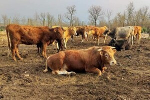 Eko proizvodnjom bore se protiv dampinških cijena i nekvalitetnih proizvoda