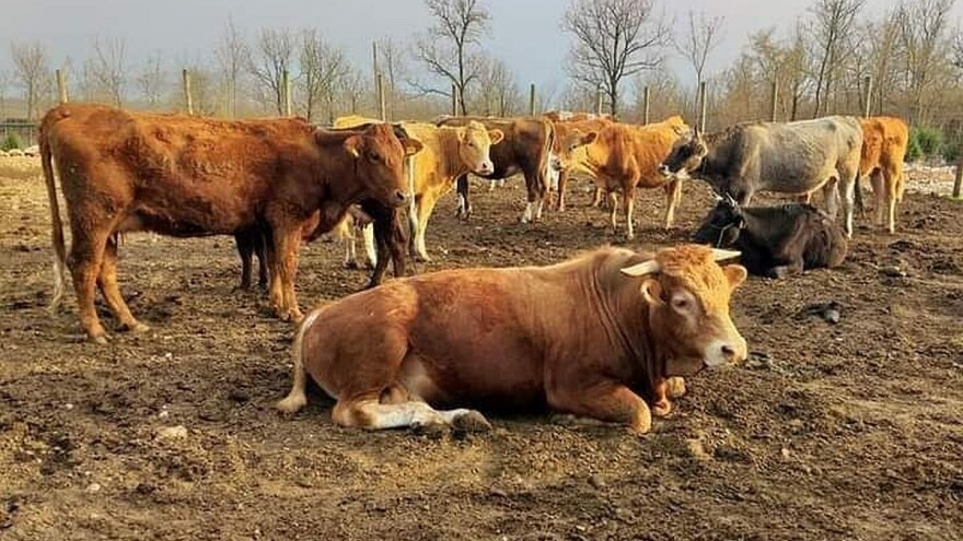 Eko proizvodnjom bore se protiv dampinških cijena i nekvalitetnih proizvoda
