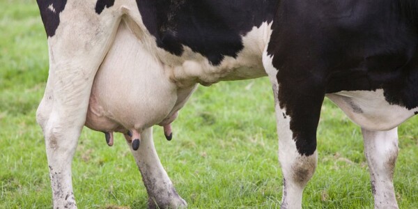 liječenje artroza u krava)