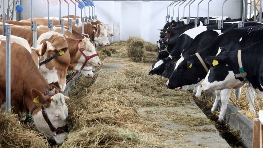 Pandemija nije ugrozila proizvodnju mlijeka - zabilježeni i pozitivni trendovi