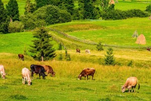 Predstavljena strategija privrednog oporavka EU: 15 milijardi eura za poljoprivredu