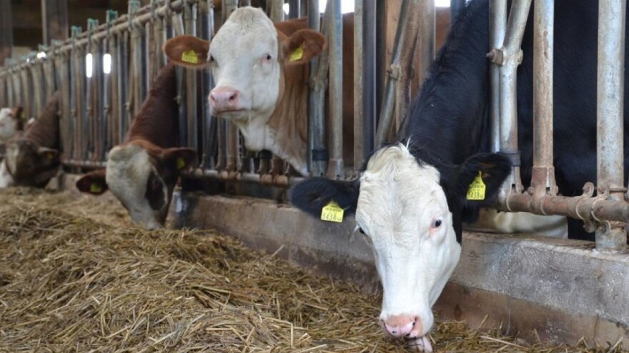 Počelo je podnošenje zahtjeva za podsticaje u poljoprivrednoj proizvodnji