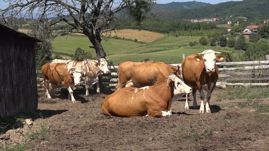 Nakon farmi koka nosilja, uskoro se završava gradnja moderne farme muznih krava