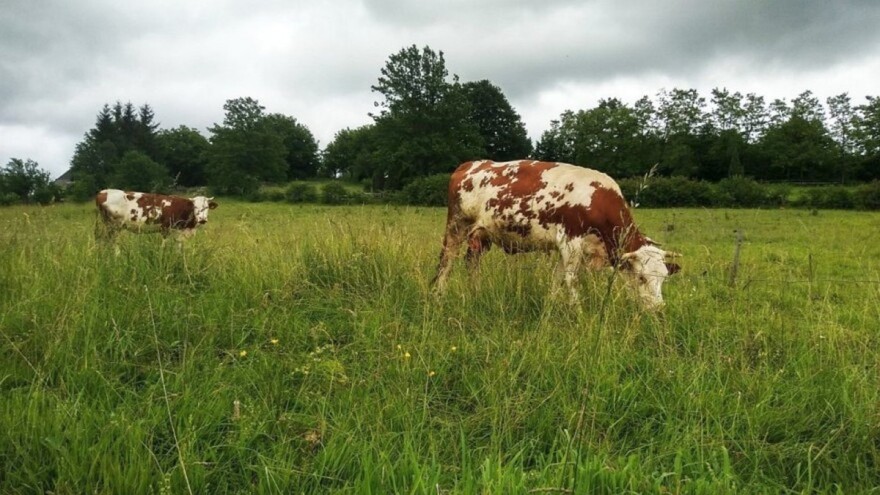 Jutarnja jesenja ispaša povećava rizik od pojave naduna buraga