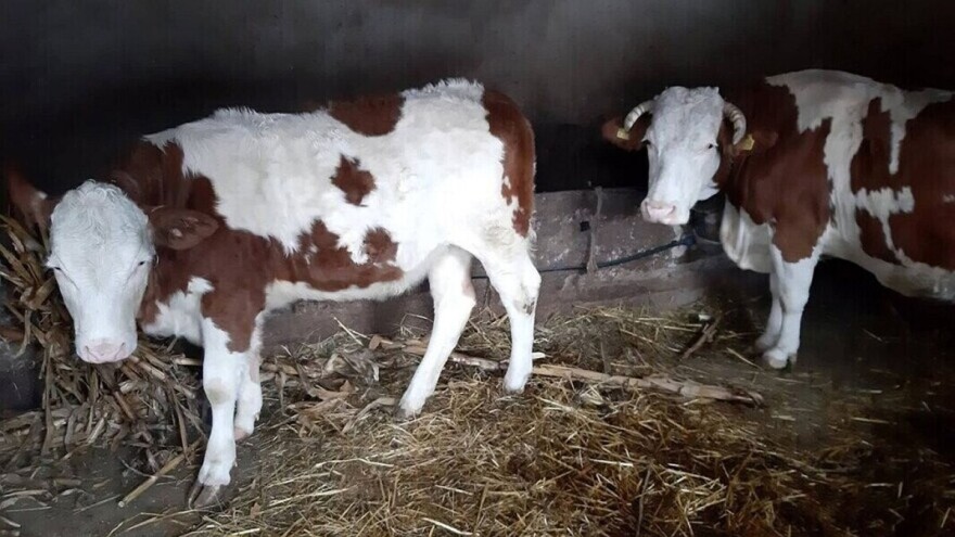 BiH mljekari planiraju plasman na zahtjevno rusko tržište