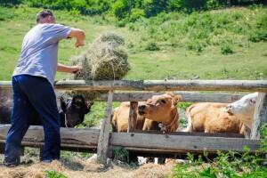 Stočarstvo osigurava hranu i radna mjesta, ali i onečišćuje - kakva ga budućnost čeka?