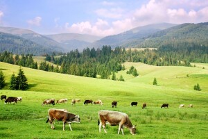 Preduslov organskih proizvoda u stočarstvu - ispaša