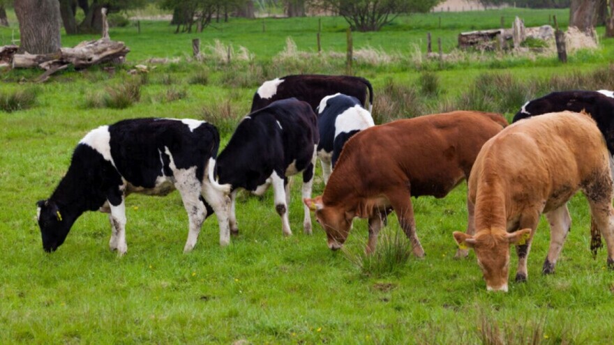 Izbacivanje mesa iz ishrane neće smanjiti zagađenje okoliša - rješenje je u ispaši stoke?