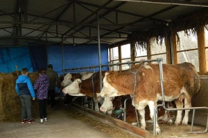Nema zaraze stoke korona virusom, ipak pojačajte biosigurnosne mjere na farmama