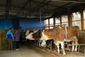 Nema zaraze stoke korona virusom, ipak pojačajte biosigurnosne mjere na farmama