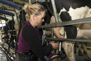 Prolijevaju mlijeko: Kriza prisiljava farmere na radikalne poteze