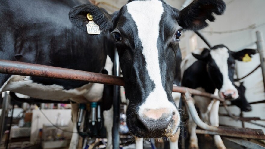 Smanjena im tvornička premija, tko može proizvoditi mlijeko po 1,90 kuna za litru?