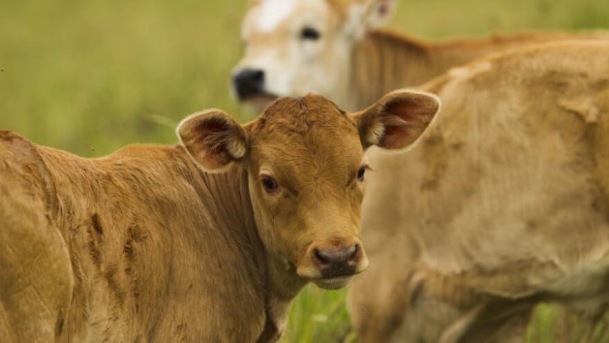 Dodjela bespovratnih sredstava za voće i mlijeko