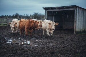 Krave gladuju i žive kao svinje