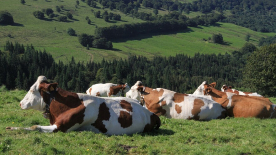 Grom u Rami ubio devet krava