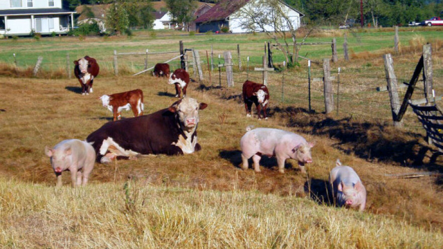 I to se događa - praščići na kravljem mlijeku