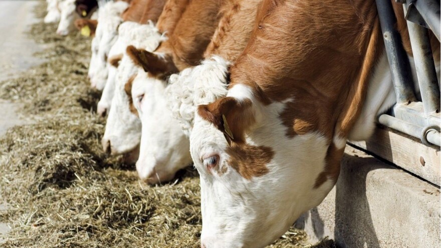 Zašto je kalcij toliko važan u hranidbi životinja?