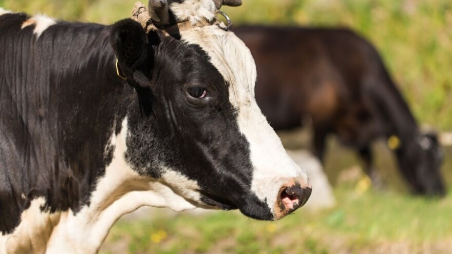 Zabranjen uvoz goveda zbog bolesti kvrgave kože