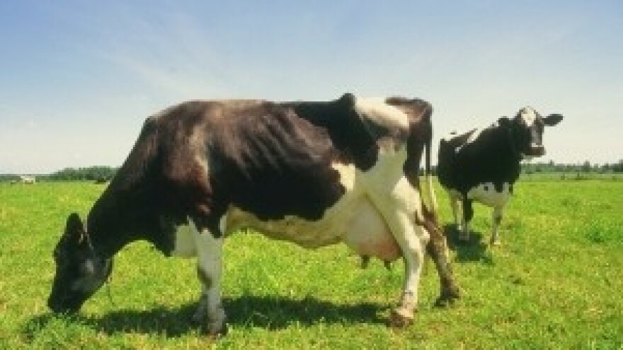 Osam hektara državnih livada dali u zakup proizvođaču povrća