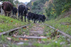 Krave lutale po cestama i pruzi: Sud osudio nemarnog stočara za 12 kaznenih djela