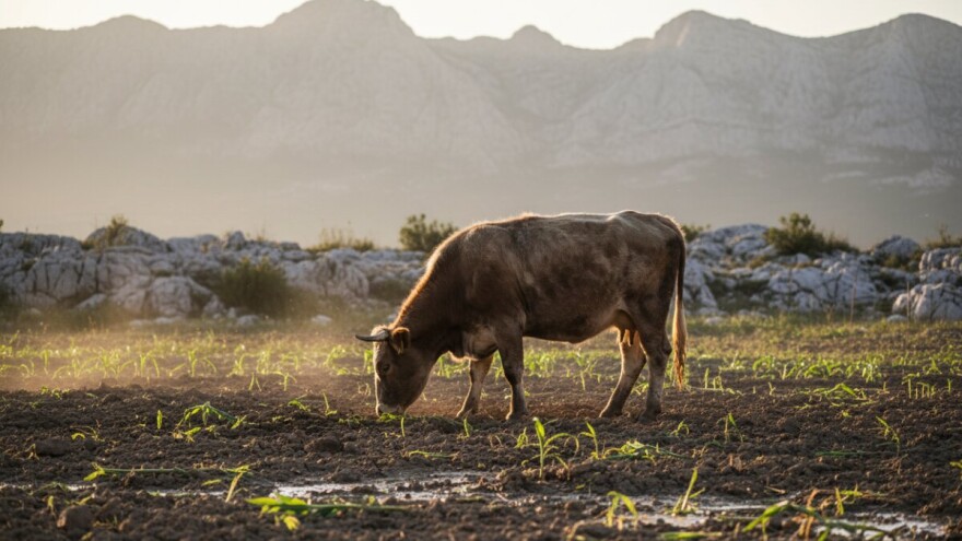 Krave lutalice s Biokova uništavaju nasade