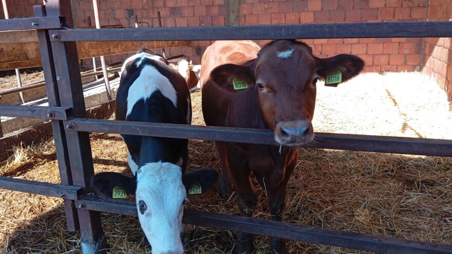 Pad cena teladi i prasadi, jagnjad skuplja