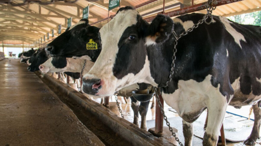 Za litar nafte moraju proizvesti 4 litre mlijeka!