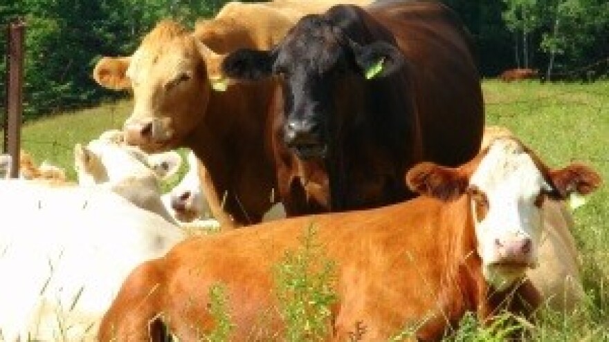 Uzrok otrova u mlijeku je - štednja