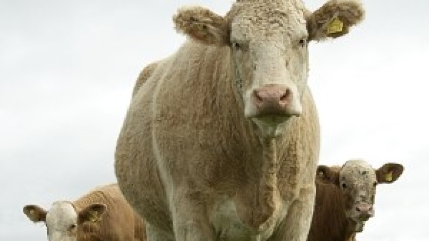 Stručno predavanje za razvoj govedarstva