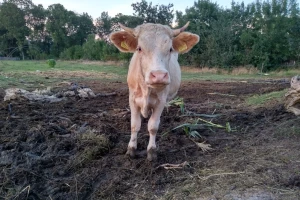 Otvoreno je savjetovanje o izmjenama i dopunama Zakona o veterinarstvu