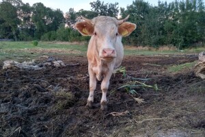 Otvoreno je savjetovanje o izmjenama i dopunama Zakona o veterinarstvu
